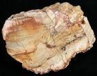 Free-Standing Polished Petrified Wood Limb - Madagascar #11680-2